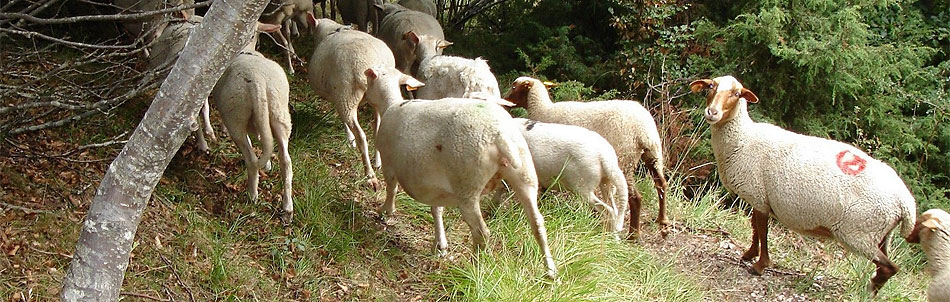 Ferme Nicolas JP : elevage ovins dans la vallée du Champsaur