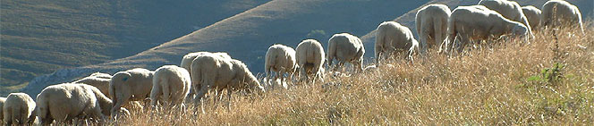 élevage d'agneaux de sélection